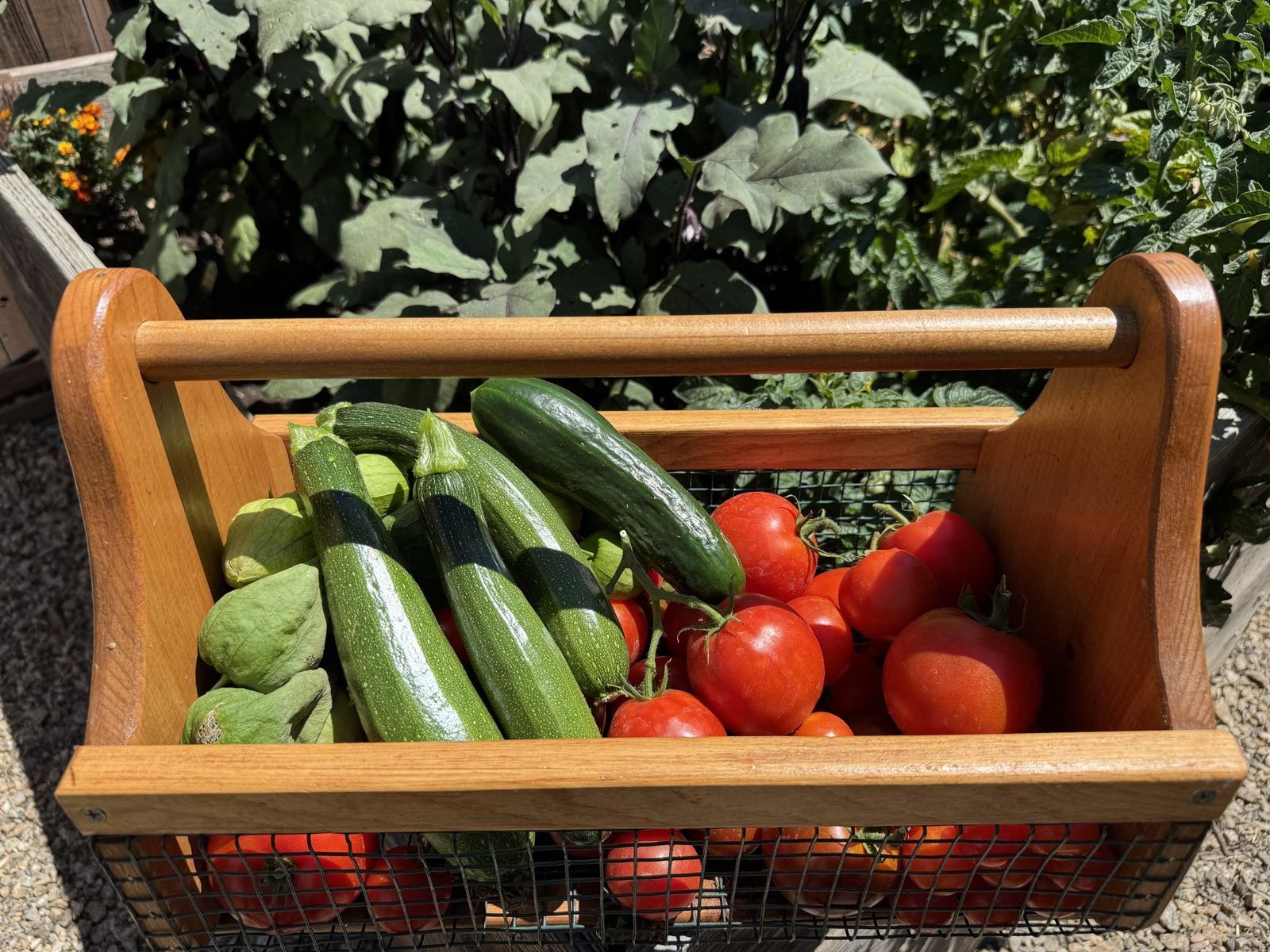Garden trug full of zucchini, tomatoes and cucumbers